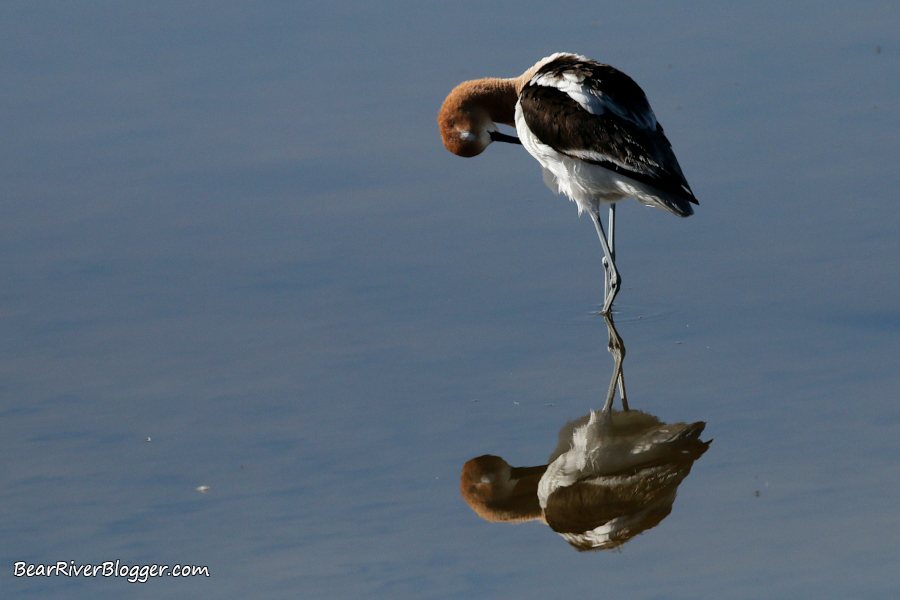 American avocet reflection