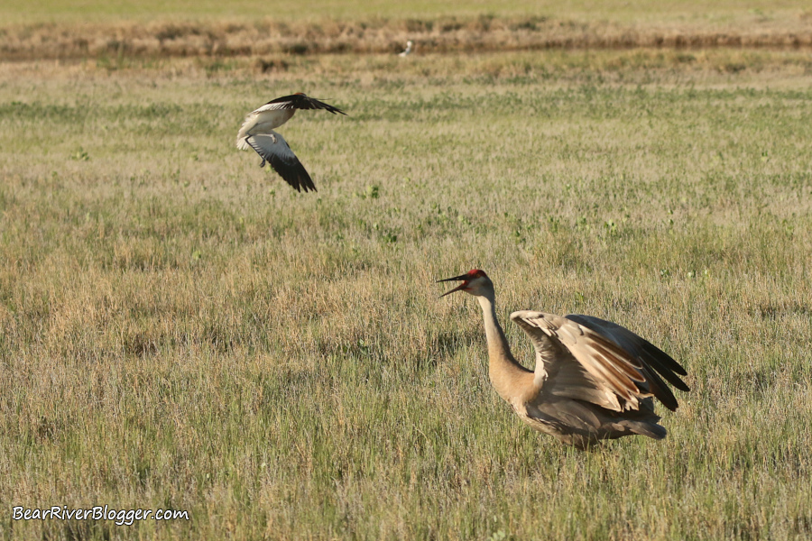 American avocet defending a nest against a sandhill crane on the Bear River Migratory Bird Refuge auto tour route,
