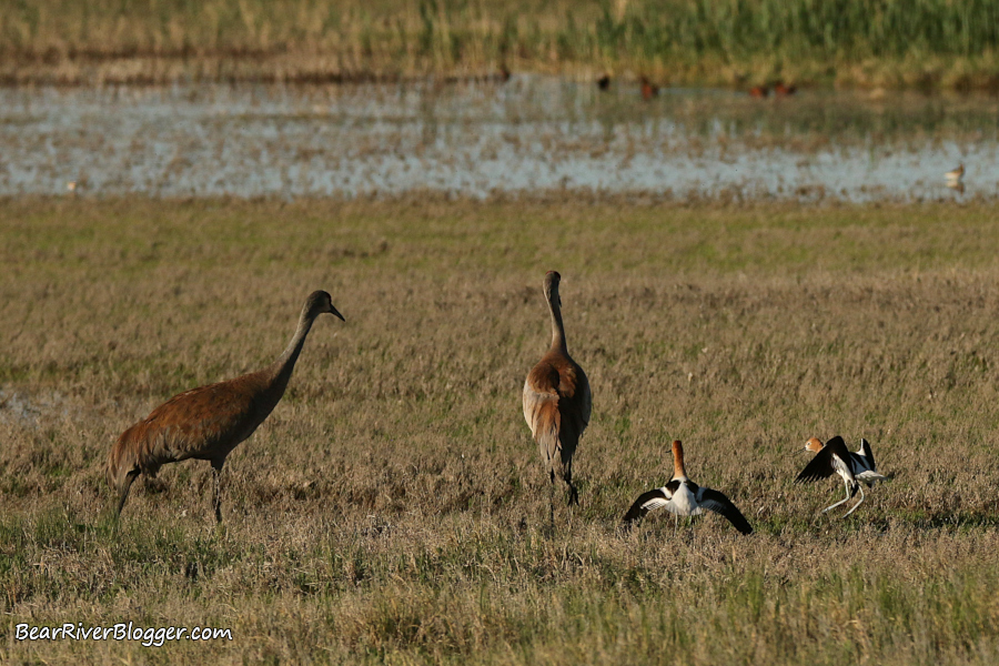 2 American avocets defending their nest from 2 sandhill cranes.