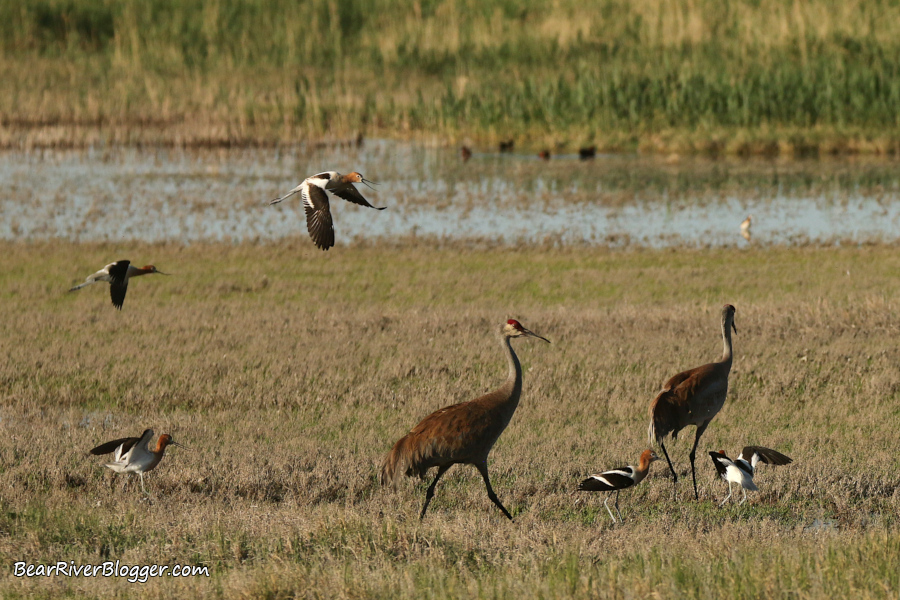 American avocets defending their nests from sandhill cranes on the Bear River Migratory Bird Refuge