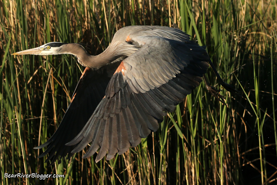 close-up of a great blue heron against a wall of green vegetation on the Bear River Migratory Bird Refuge auto tour route.
