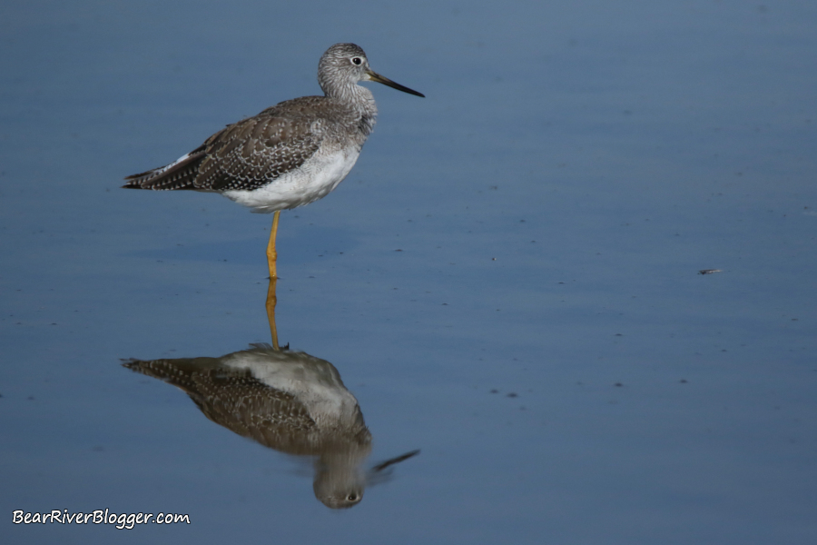 shore bird on the Bear River Migratory Bird Refuge auto tour route.