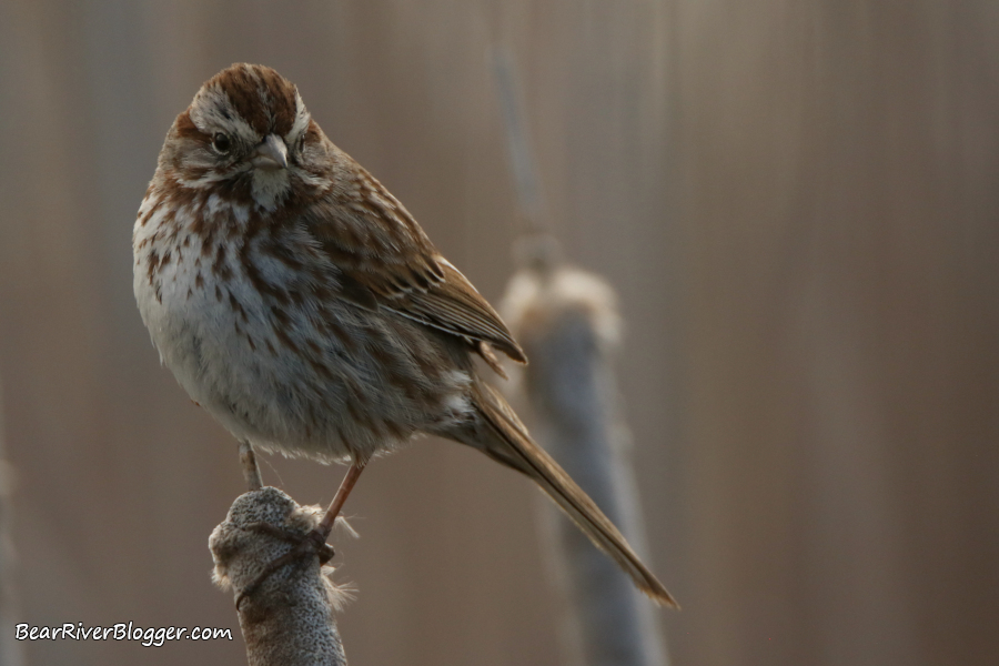 song sparrow perched on a cattail on the Bear River Migratory Bird Refuge auto tour route.