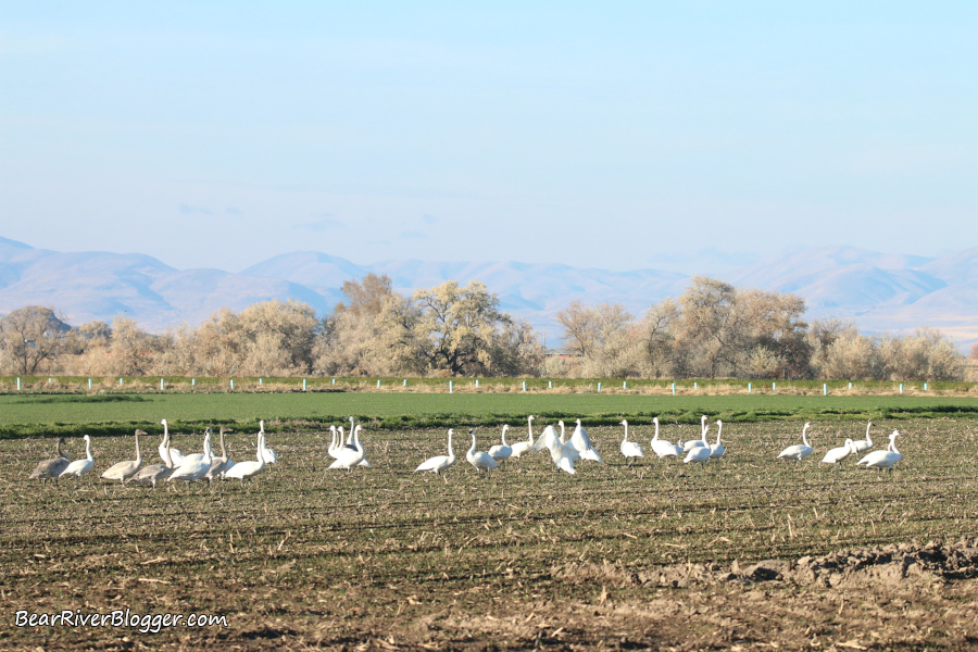 a flock of trumpeter swans in a farm field in Boc Elder County, Utah.