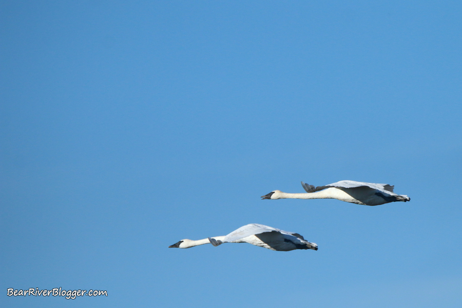 A pair of trumpeter swans flying against a blue sky.