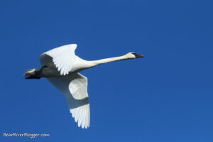 trumpeter swan flying against a dark blue sky in Utah.
