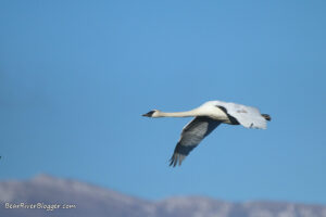 trumpeter swan flying against a blue sky in Utah