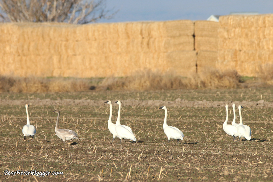 a flock of trumpeter swans in a corn field in Utah.