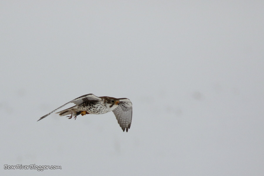 prairie falcon with a western meadowlark in its talons