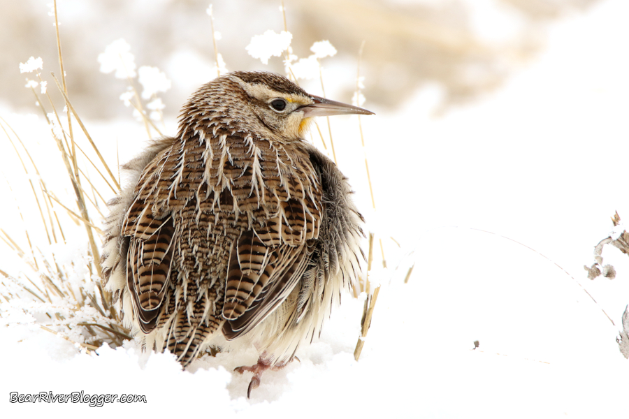 western meadowlark looking for food in the snow