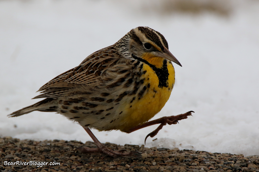 western meadowlark walking on the road on the Bear River Migratory Bird Refuge.