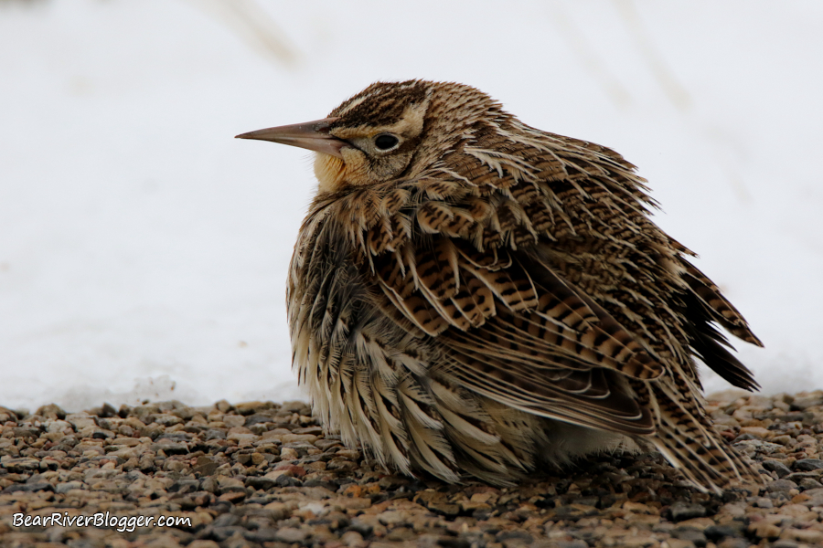 western meadowlark on the bear river migratory bird refuge