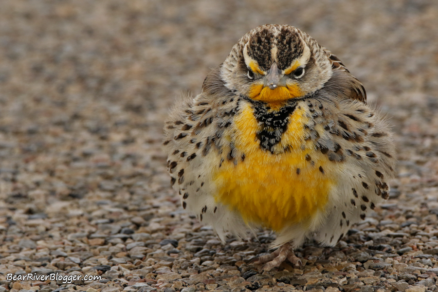 western meadowlark standing on an asphalt road on the Bear River Migratory Bird Refuge.