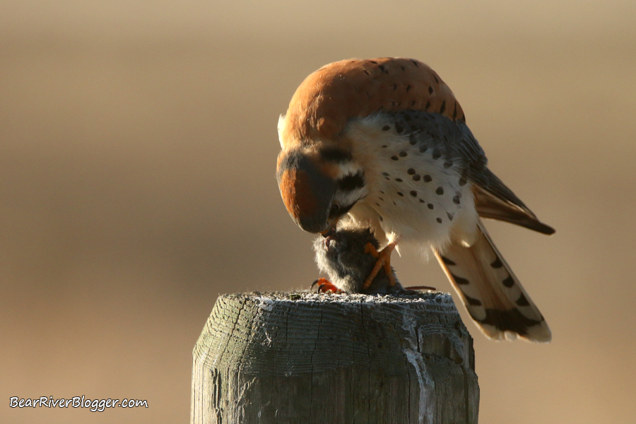 male American kestrel feeding on a rodent