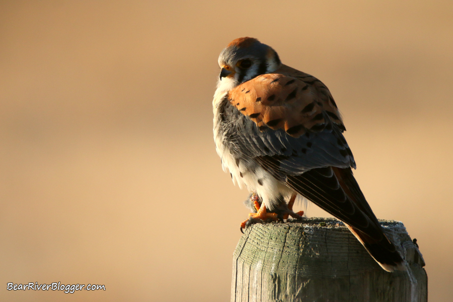 male American kestrel on a fence post holding a rodent in its talons