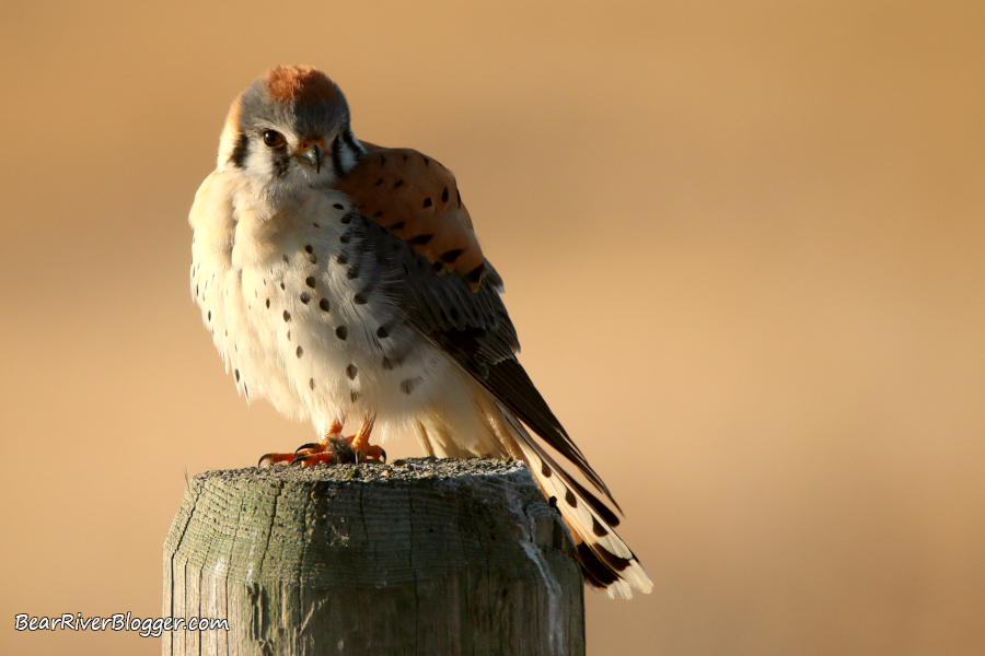 male American kestrel perched on a wooden fence post