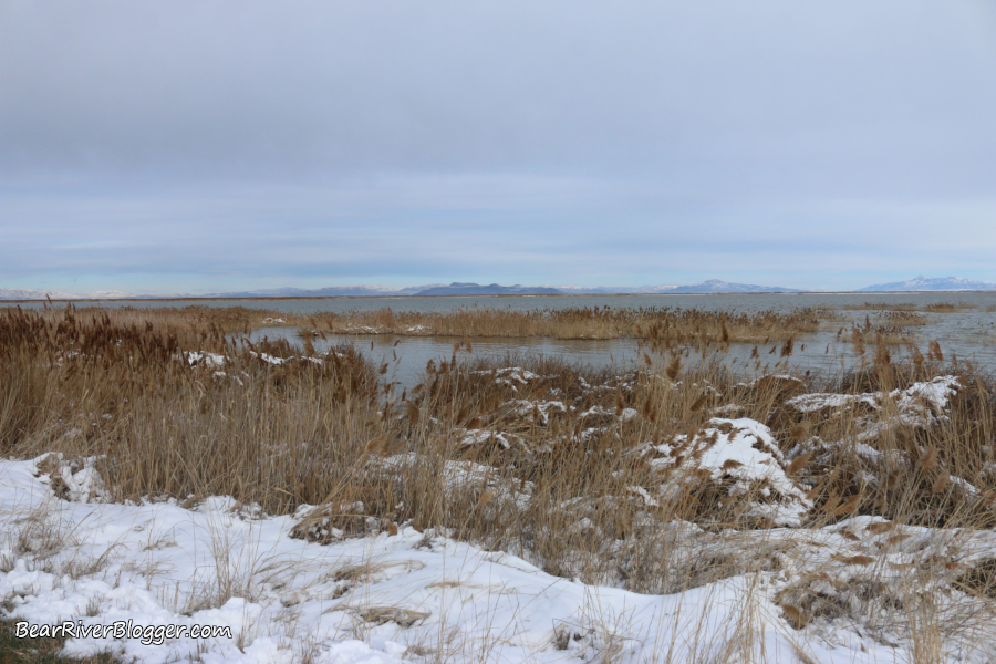 vegetation along the temporary auto tour route