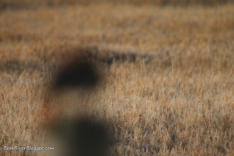 blurred kestrel imaged showing the background behind the bird without bokeh