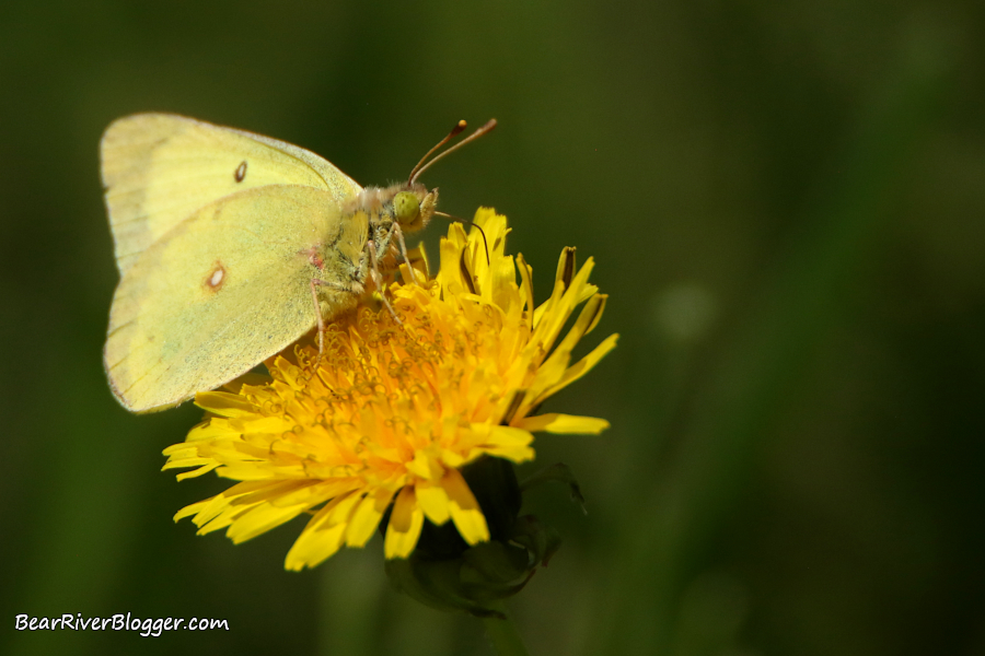 Sulphur butterfly feeding on a bloomed dandelion.