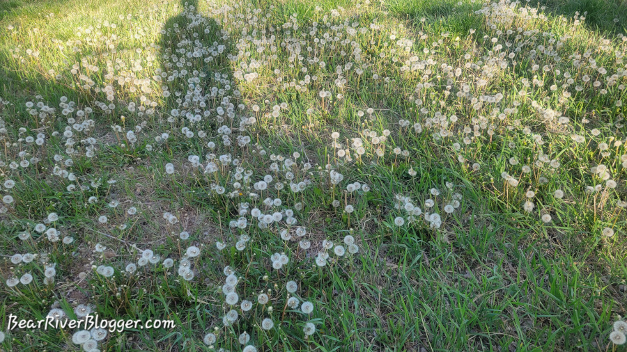 Large patch of dandelions gone to seed.