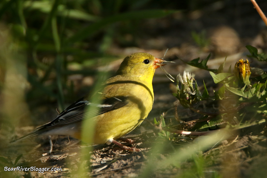 American goldfinch eating dandelion seeds.