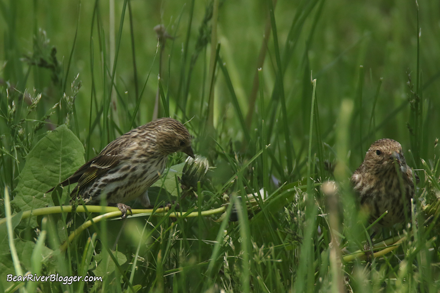 A couple of pine siskins feeding on dandelion seeds.