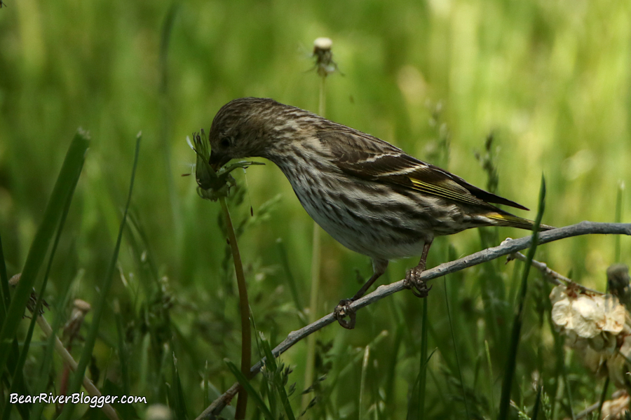 Pine siskin eating dandelion seeds