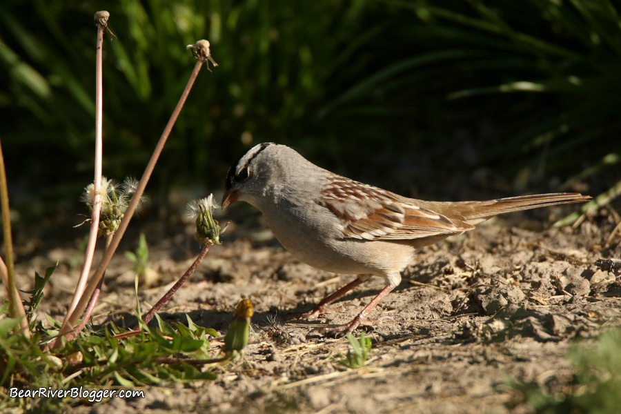 White-crowned sparrow eating  dandelion seeds.