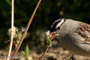 White-crowned sparrow eating dandelion seeds.
