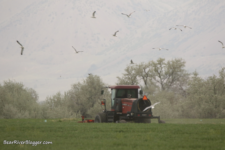 gulls following a red hay chopper cutting hay.