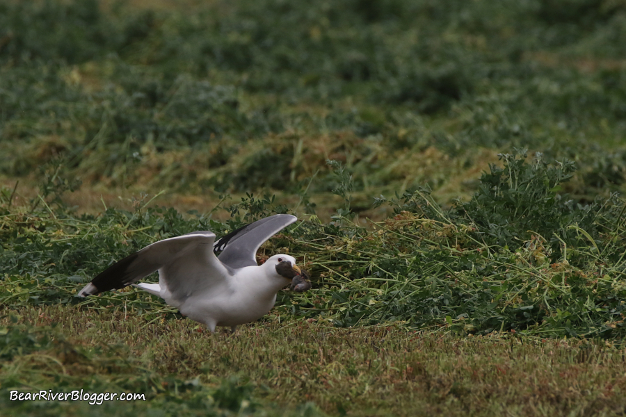 gull eating a rodent in a hay field.