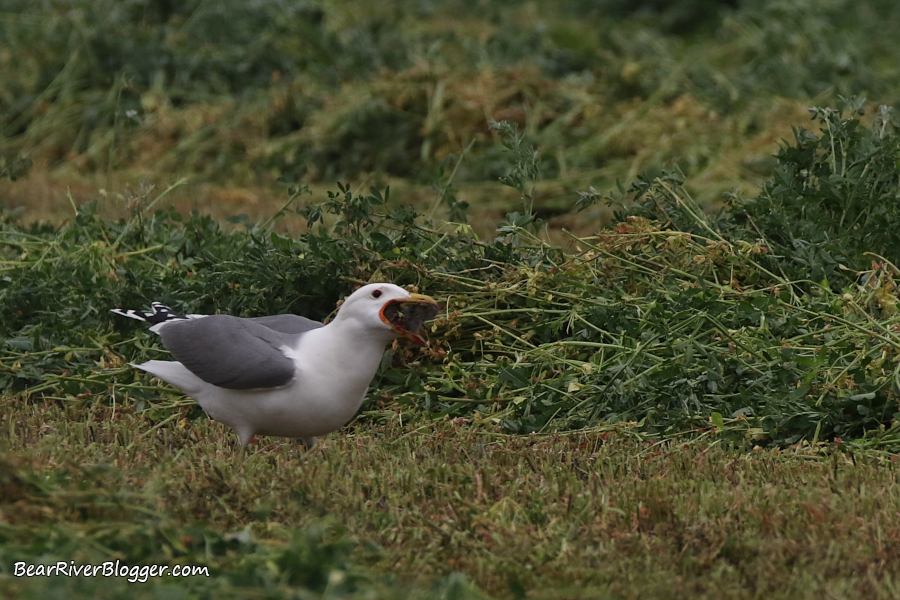 gulls eat rodents and somehow know to find them in hay fields currently being cut.