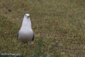 Gull standing in a recently cut hay field.