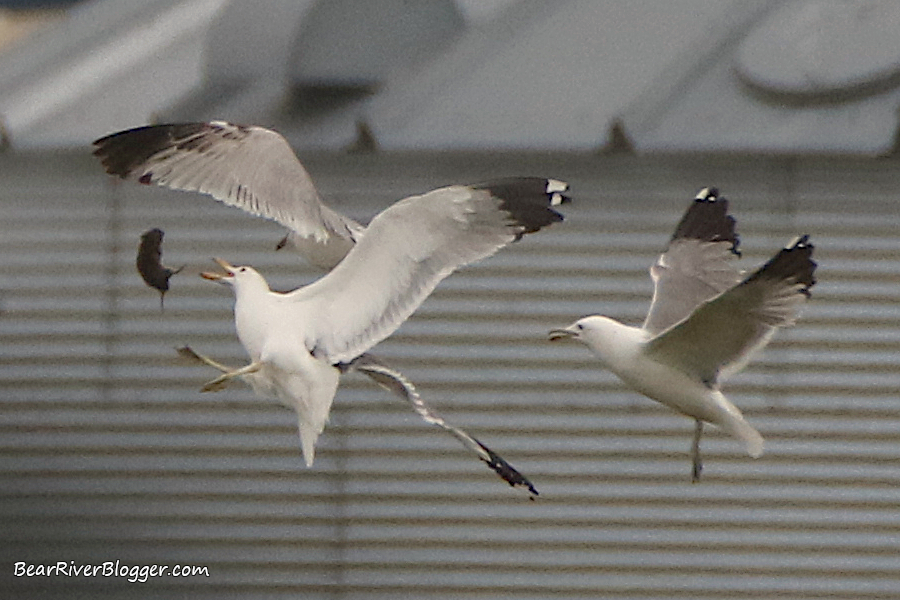 gulls fighting over a rodent in flight.
