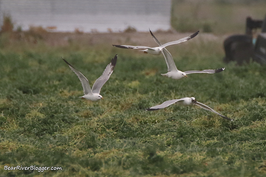 gulls fighting over a rodent in flight.