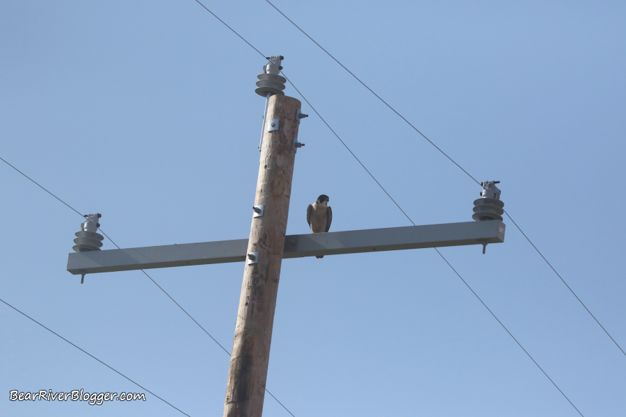 A male peregrine falcon on a power pole.