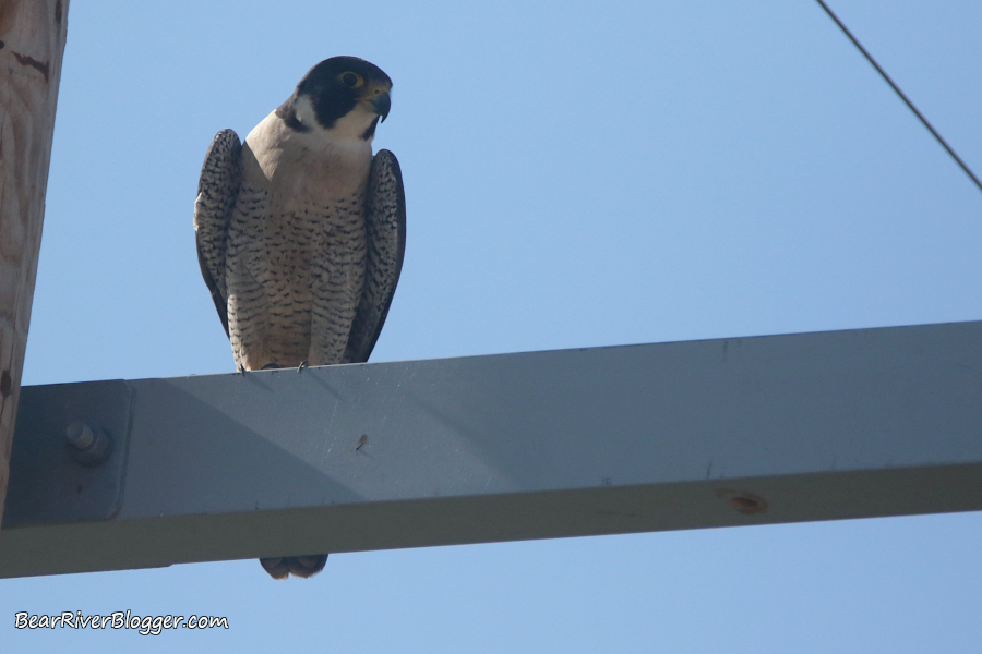 A close-up of a male peregrine falcon perched on a power pole.