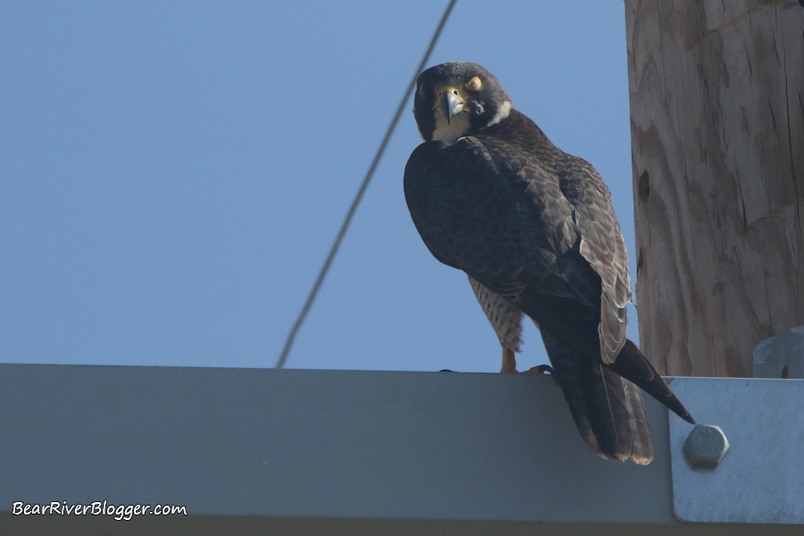 Male peregrine falcon looking down at me from a power pole.