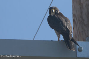 Peregrine falcon perched on a wooden power pole near the Bear River Migratory Bird Refuge.