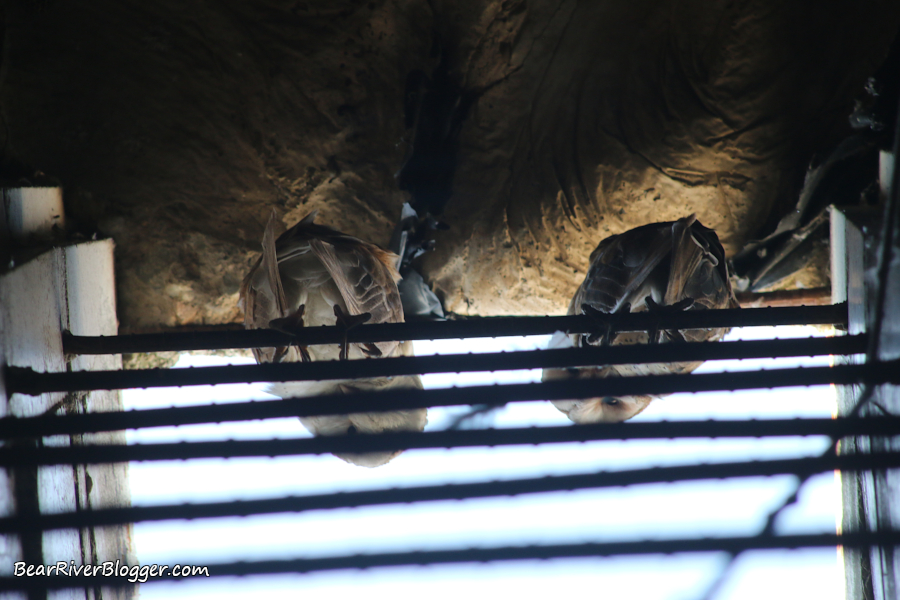 barn owls roosting in an old concrete grain silo.