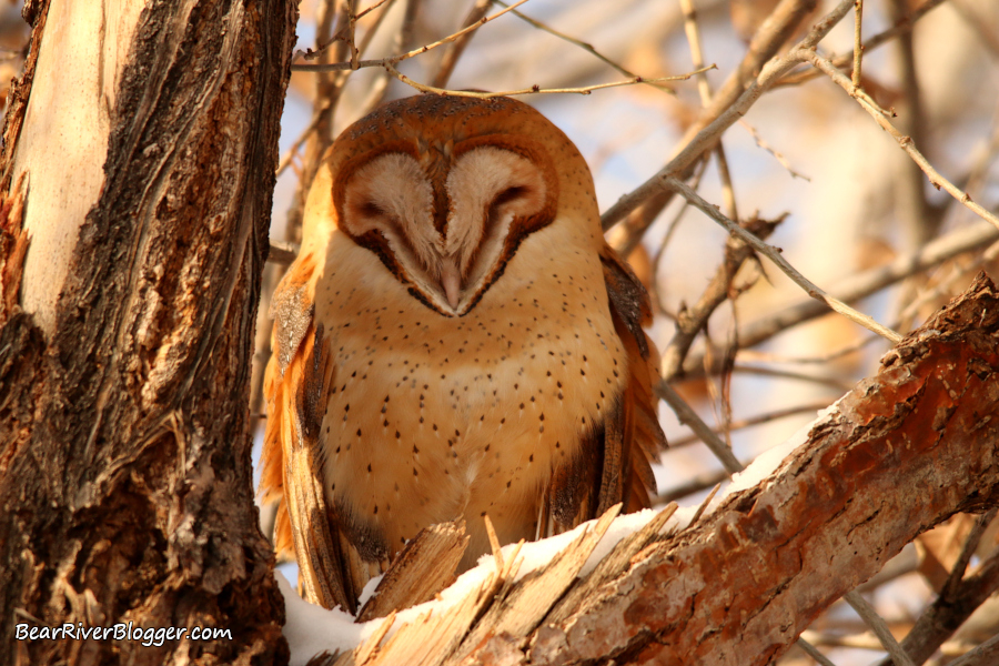 barn owl sleeping in a tree