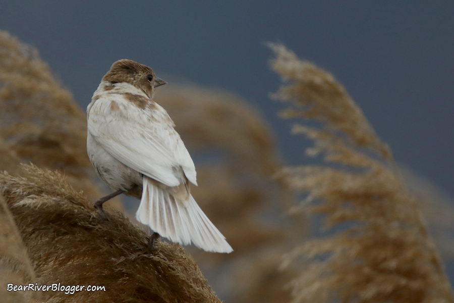 A leucistic female red-winged blackbird perched on a phragmite stand on the Bear River Migratory Bird Refuge.