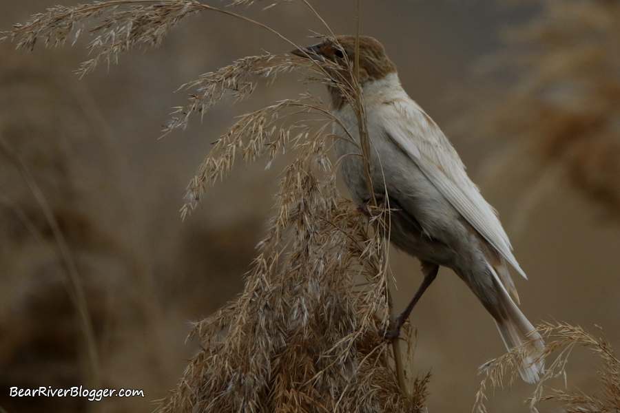 Female red-winged blackbird showing leucism.