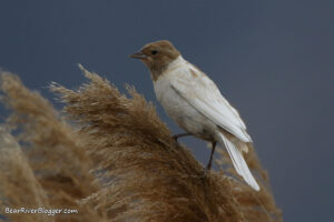 A leucistic red-winged blackbird perched on a phragmite stalk.