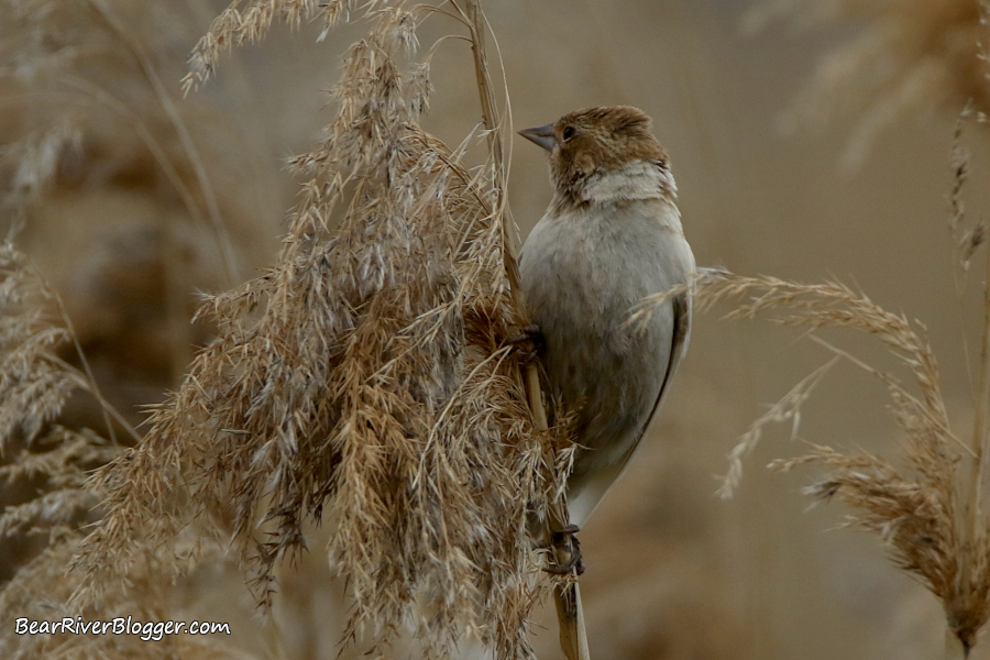 Female leucistic red-winged blackbird.