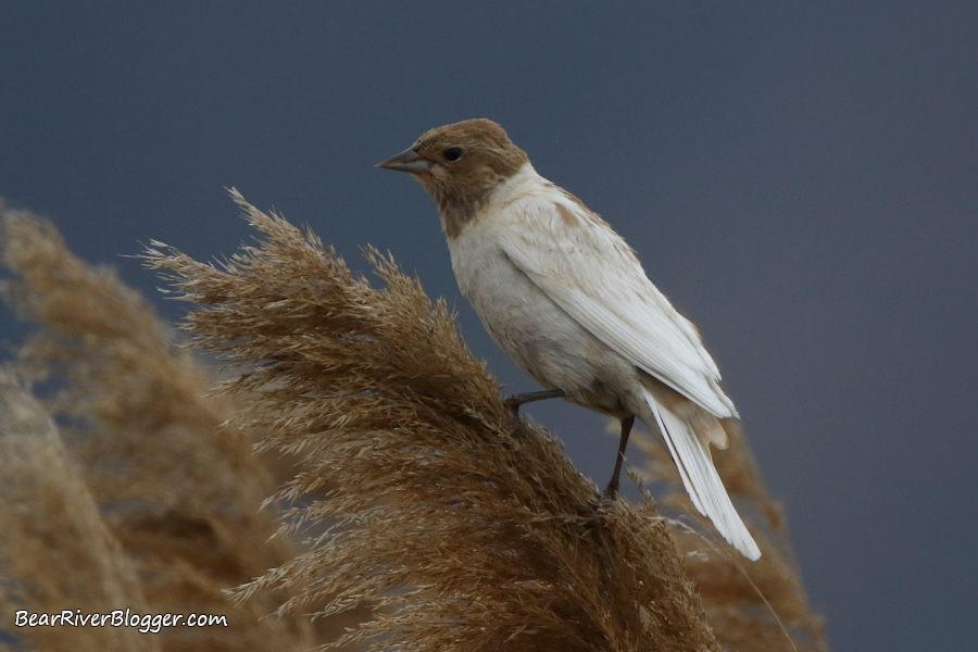 A leucistic red-winged blackbird perched on a phragmite stalk.