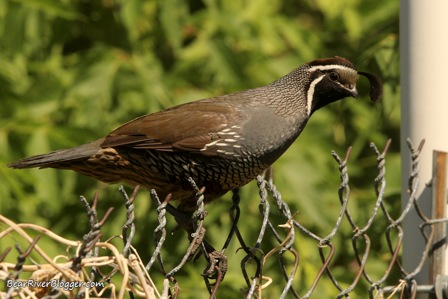 Male California quail perched on a chain link fence.
