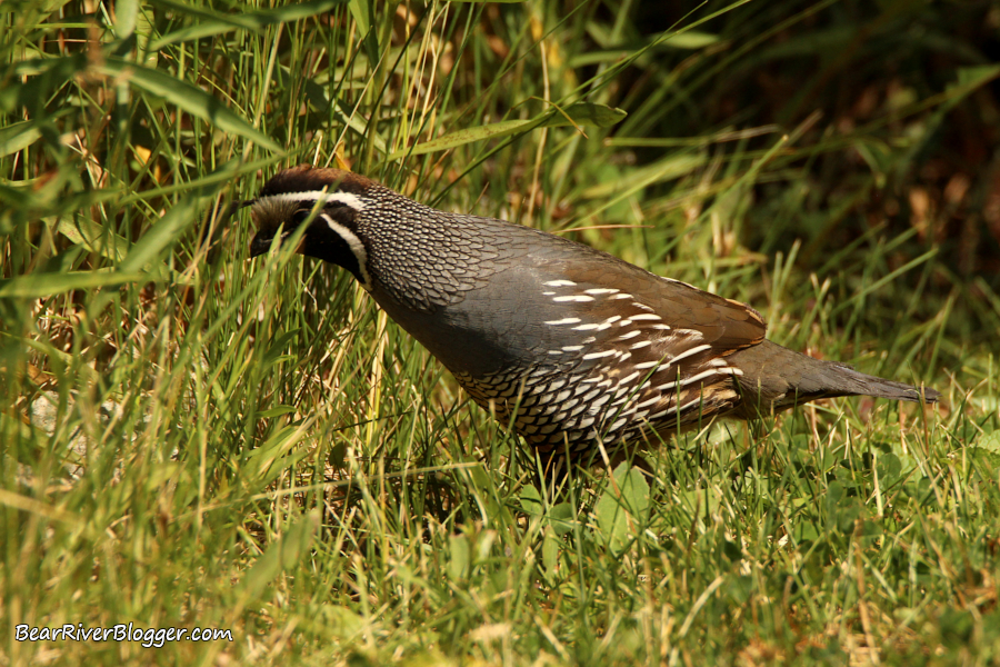 Male California quail going into a patch of grass.