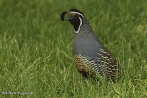 California quail in the grass