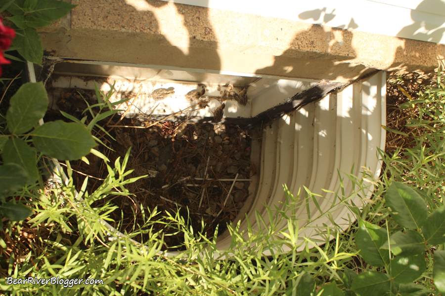 A flock of baby California quail stuck in a window well.